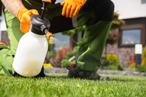 Best Wasp Removal Services  in Ball, LA