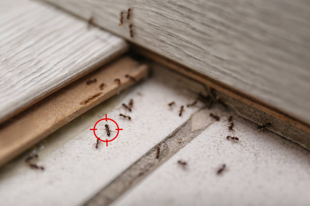 Best Termite Control Services  in Ball, LA