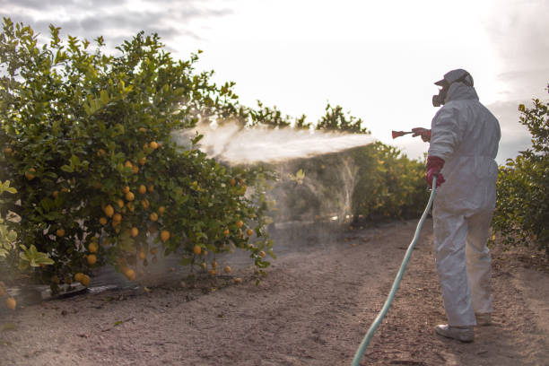 Best Pest Control Near Me  in Ball, LA